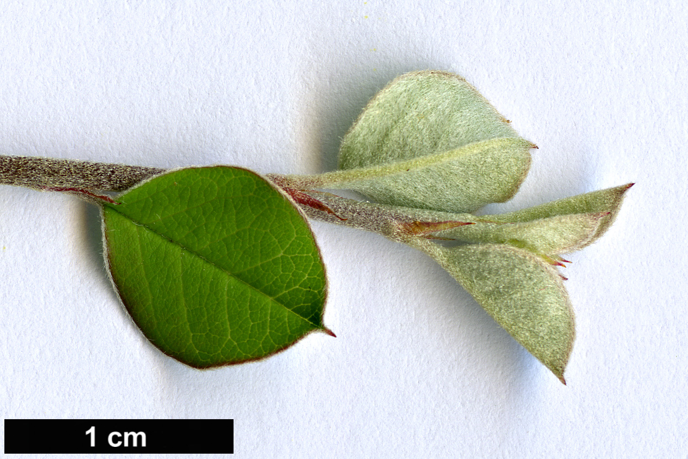 High resolution image: Family: Rosaceae - Genus: Cotoneaster - Taxon: karatavicus